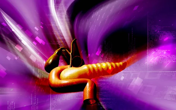 Цифровая Иллюстрация Поджелудочной Железы Фоне Цвета — стоковое фото