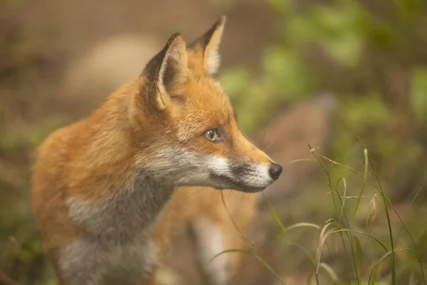 Red Fox Walking Forest — Stock Photo, Image