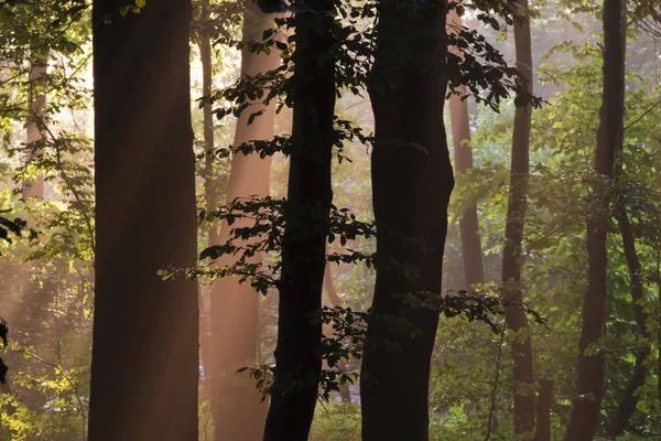 Cahaya Bersinar Melalui Batang Pohon Hutan — Stok Foto