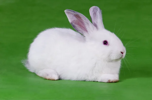 Kolay Kesim Yapıştırma Için Yeşil Arka Planda Küçük Beyaz Tavşan — Stok fotoğraf