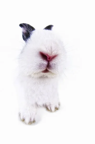 Küçük Tavşan Kameraya Doğru Kokluyor — Stok fotoğraf