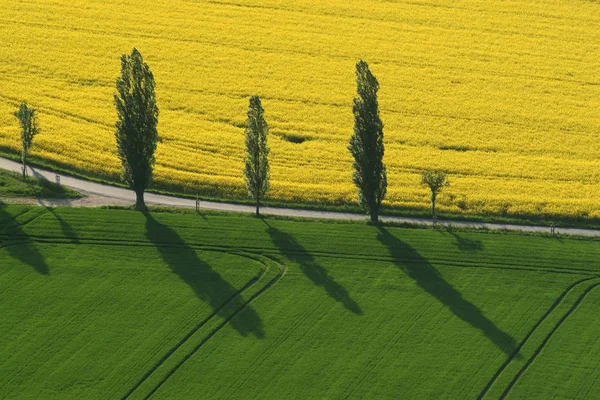 Landbouw Koolzaad Veld Gele Flora — Stockfoto