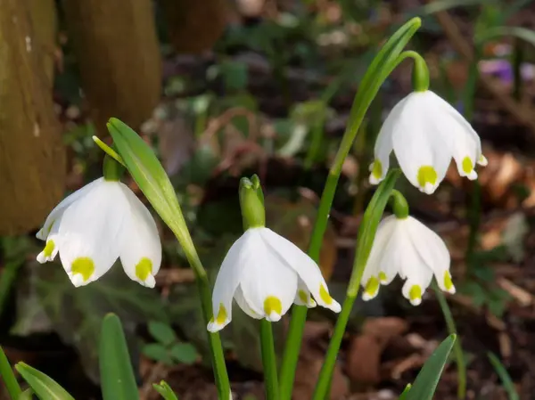 Snowdrops First Spring Flower — Stock Photo, Image