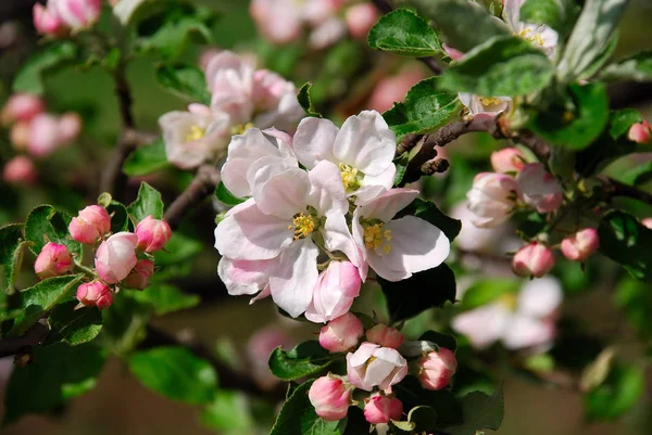 Close Apple Blossoms — Stock Photo, Image