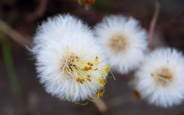 Schöne Aussicht Auf Natürliche Löwenzahnblume — Stockfoto