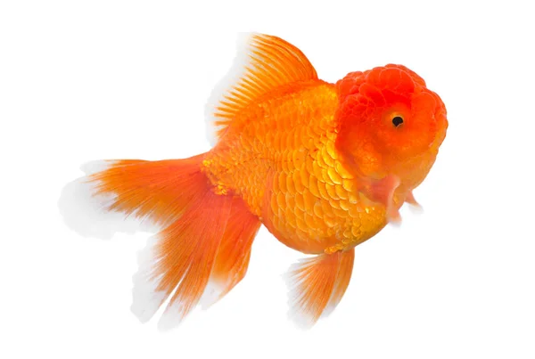 Goldfish Isolado Fundo Branco — Fotografia de Stock