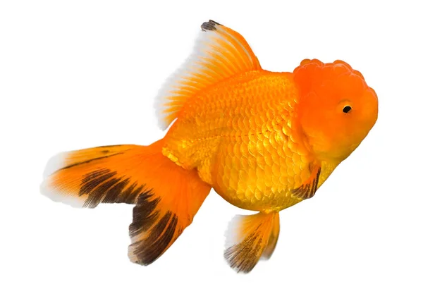 Goldfish Isolado Fundo Branco — Fotografia de Stock