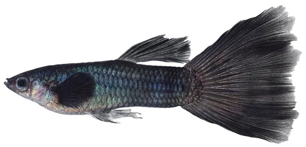 Guppy Fisk Isolerad Vit Bakgrund Poecilia Reticulata — Stockfoto