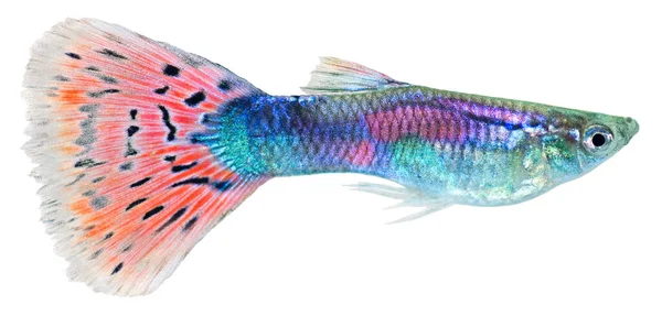 Guppy Fische Isoliert Auf Weißem Hintergrund Poecilia Reticulata — Stockfoto