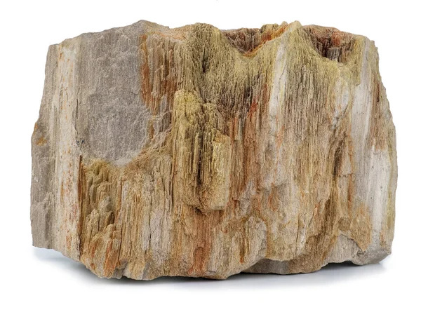 白色背景中隔离的石化木 — 图库照片