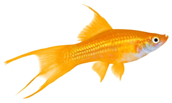 Ryby Miecznika Odizolowane Białym Tle — Zdjęcie stockowe