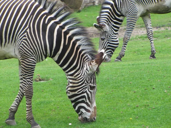 Schwarz Weißes Zebratier Säugetier — Stockfoto