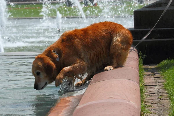 Hund Brunnen — Stockfoto