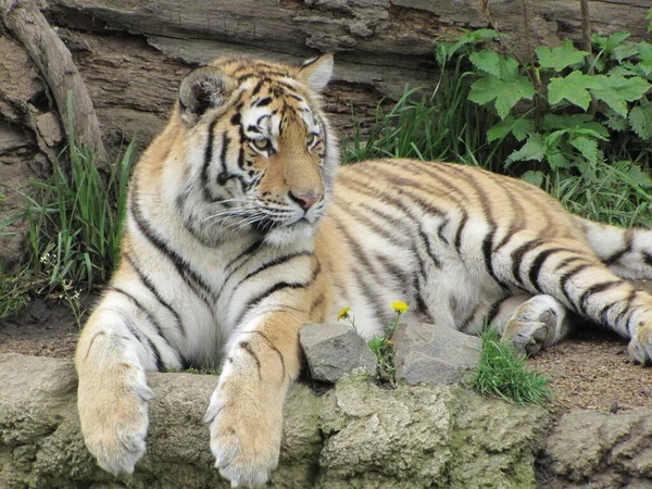 Gestreepte Tijger Dier Roofdier Wilde Kat — Stockfoto