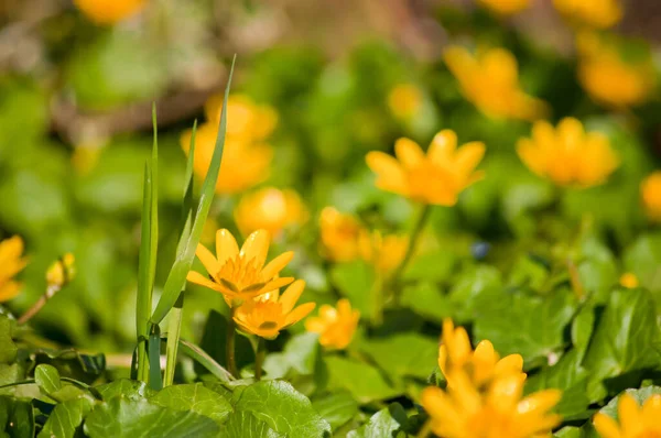 Bellissimi Fiori Sfondo Concetto Floreale — Foto Stock