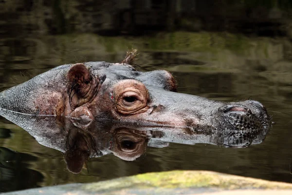 Hippopotamus Animal Hippo Wildlife — Stock Photo, Image