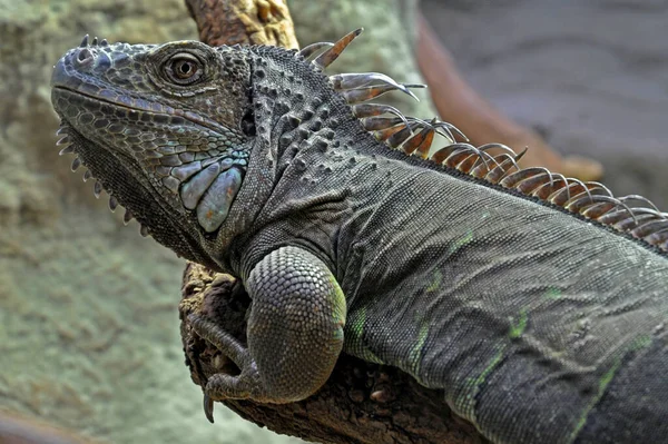 Egzotik Hayvan Iguana Kertenkelesi — Stok fotoğraf