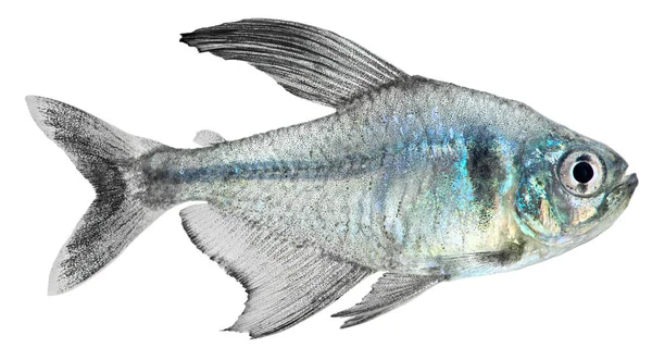 Tetra Fantasma Negra Aislada Fondo Blanco Hyphessobrycon Megalopterus — Foto de Stock