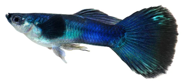 Mörkblå Guppy Fisk Isolerad Vit Bakgrund Poecilia Reticulata — Stockfoto