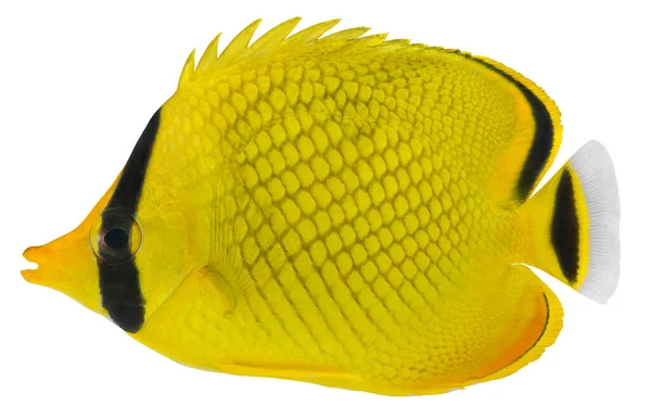 Beyaz Arka Planda Kelebek Balığı Var Chaetodon Piyangosu — Stok fotoğraf
