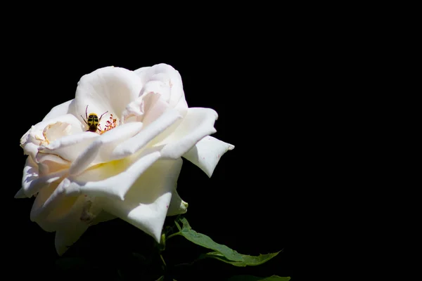 Malerische Ansicht Der Schönen Weißen Rose Blume — Stockfoto