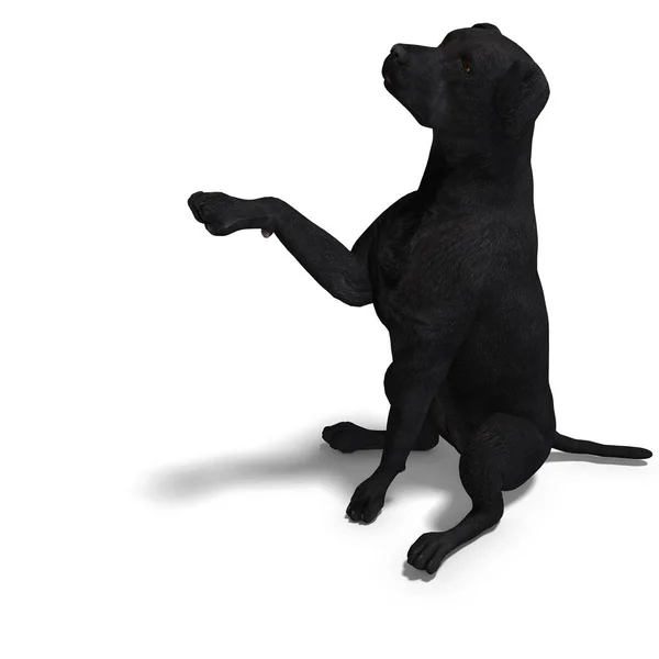 Labrador Retriever Dog Rendering Clipping Path Shadow White — Stock Photo, Image