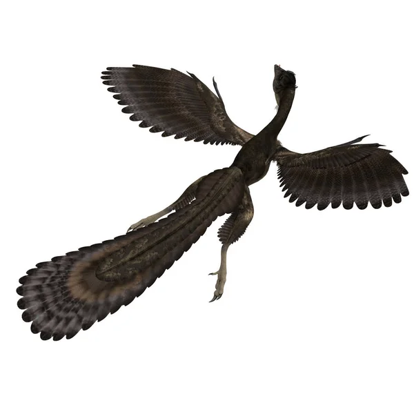 Dinosaurie Archaeopteryx Rendering Med Klippbana Och Skugga Över Vitt — Stockfoto
