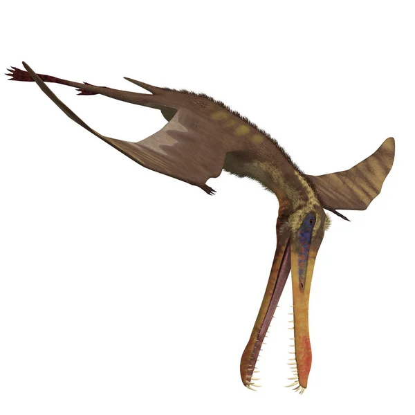 Pterosauro Anhanguera Dinosauro Rendering Con Percorso Ritaglio Ombra Bianco — Foto Stock