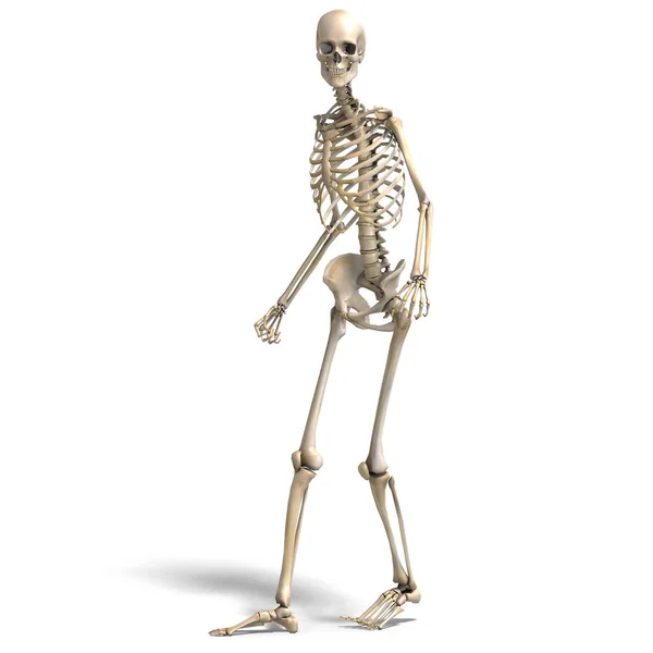 Anatomical Correct Male Skeleton Rendering Clipping Path Shadow White — Stock Photo, Image