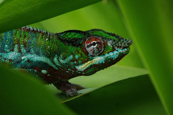 Green Chameleon Tree — Stock Photo, Image