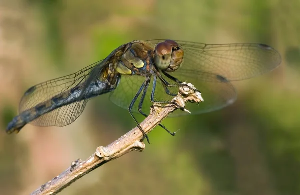 Μύγα Έντομο Dragonfly Odonata Και Πανίδα — Φωτογραφία Αρχείου