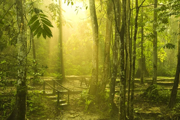 Yeşil Ormanda Sabah Güneşi — Stok fotoğraf