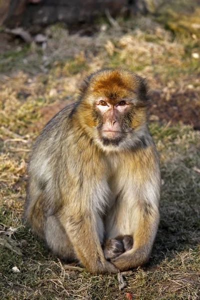 Dierenwelzijn Dierentuin — Stockfoto