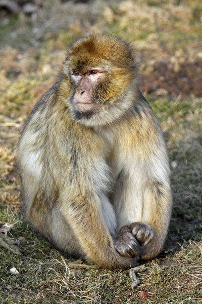 Närbild Djur Zoo — Stockfoto