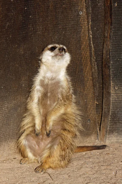 Meerkat Animal Criatura Suricatta — Fotografia de Stock