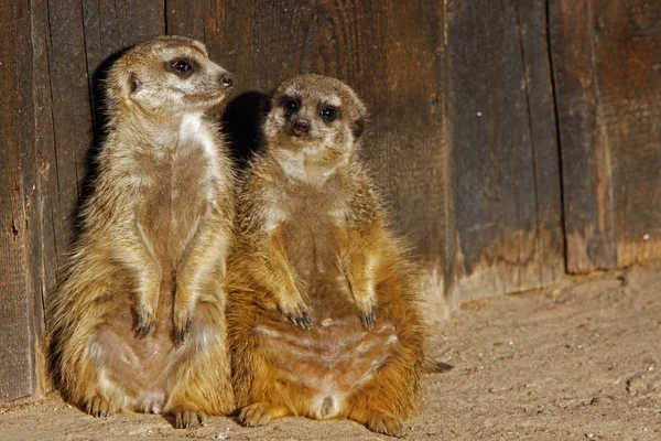 Suricata Suricata Suricatta — Foto de Stock