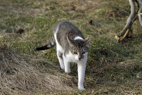 かわいい猫の肖像画 — ストック写真