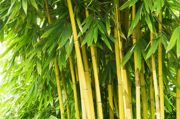 Asiatisk Bambuskog Sena Eftermiddagssolen — Stockfoto