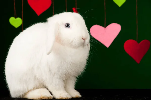 Conejo Blanco Con Valentines Colores —  Fotos de Stock
