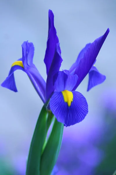 Güzel Iris Çiçeğinin Manzarası — Stok fotoğraf