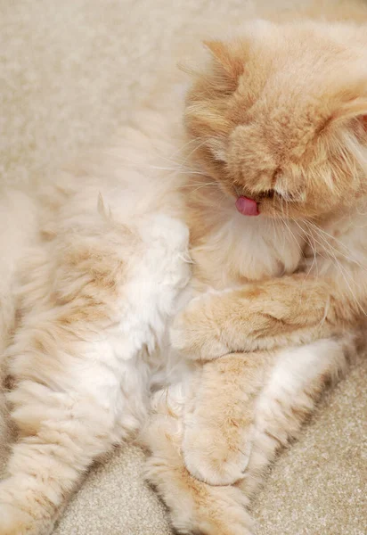 페르사린 고양이는 그녀의 깨끗이 하려고 — 스톡 사진