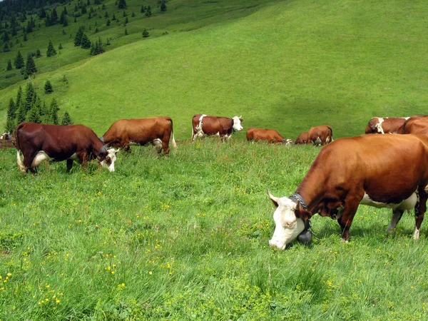 Vaca Pastagem Montanha Alta — Fotografia de Stock