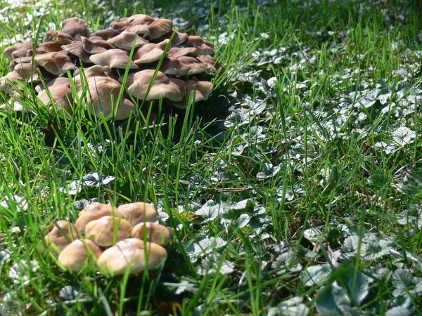 Mushrooms Meadow — Stock Photo, Image