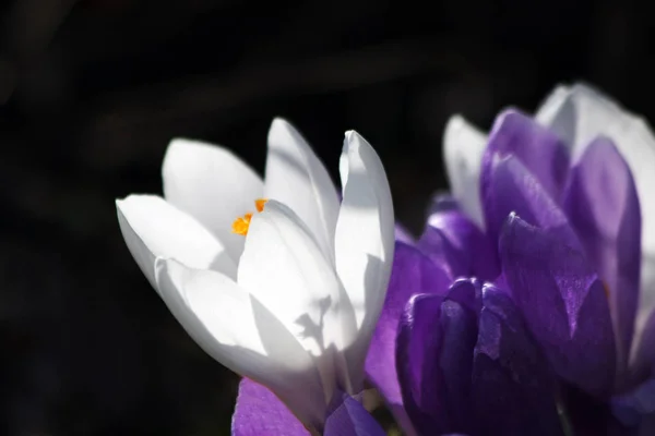 Primavera Fiori Croco Fioriscono — Foto Stock