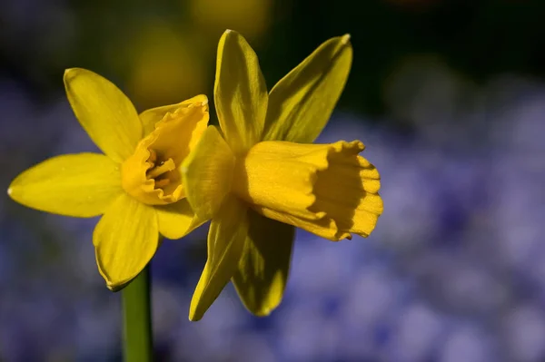 Narcissus Blommor Blomblad — Stockfoto