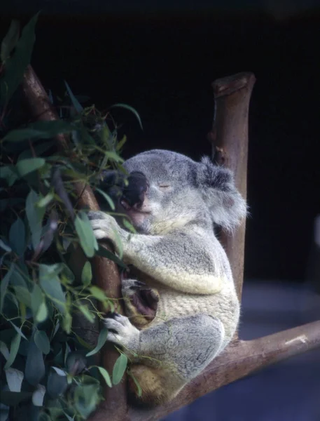 Koala Bear Wildlife Animal — Stock Photo, Image