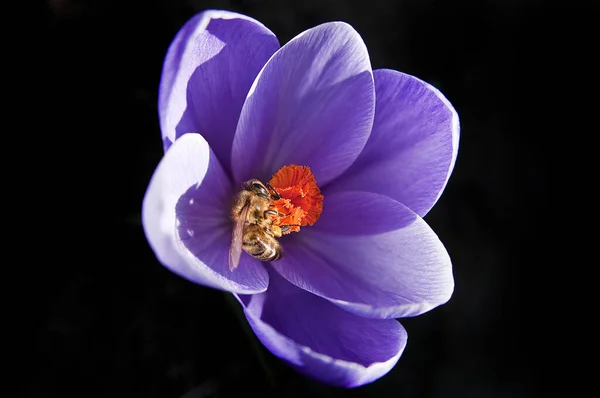 Printemps Fleurs Crocus Fleurissent — Photo