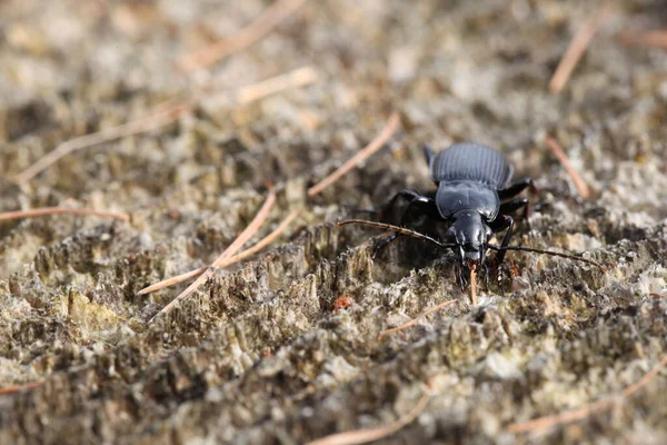 Primer Plano Error Naturaleza Salvaje — Foto de Stock