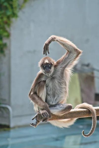공원에 원숭이 — 스톡 사진