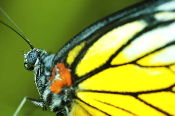 Μακροεντολή Πεταλούδα Ένα Φύλλο — Φωτογραφία Αρχείου